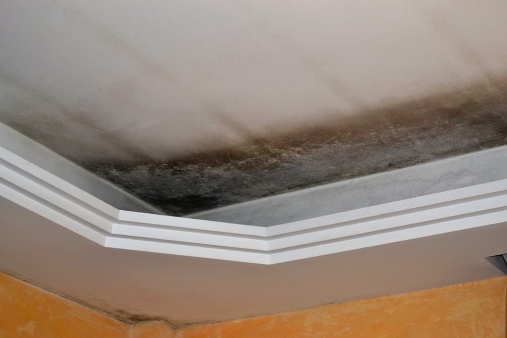 mold growth at home